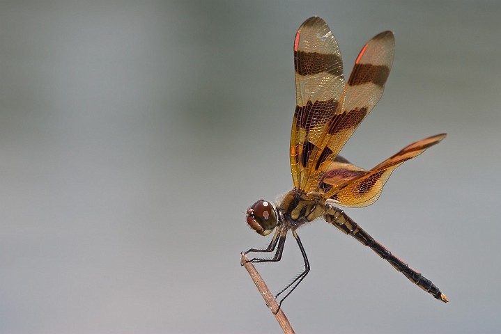 Halloween Pennant Celithemis eponina